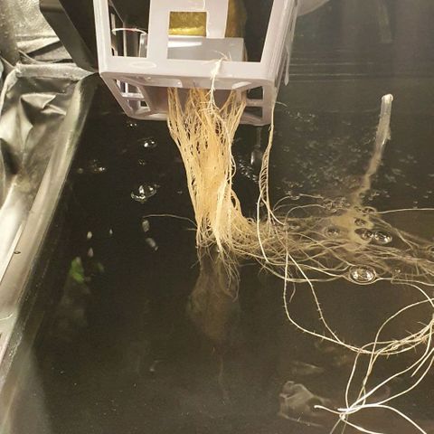 Auto Purple Candy growlog timeline photo