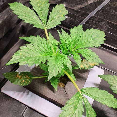 Auto Purple Candy growlog timeline photo