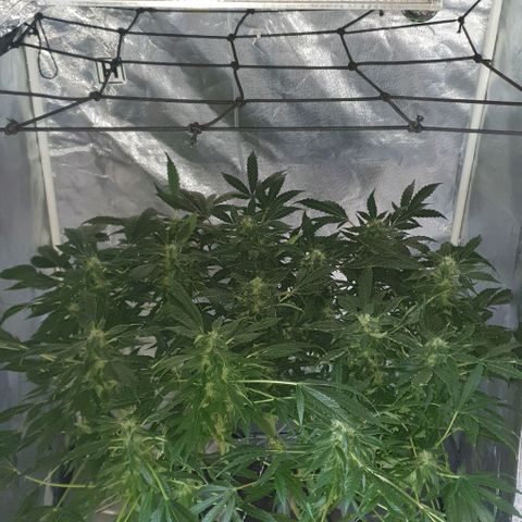 Pineapple growlog timeline photo