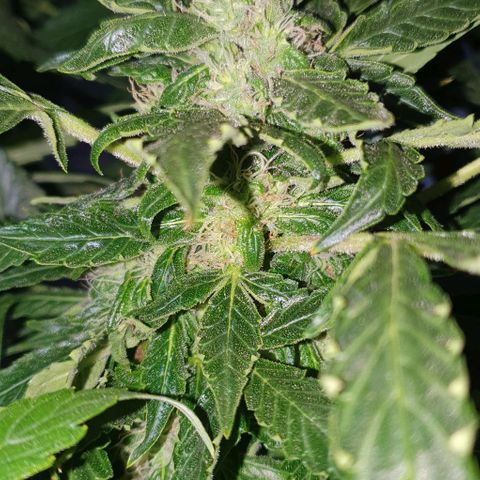 Pineapple growlog timeline photo