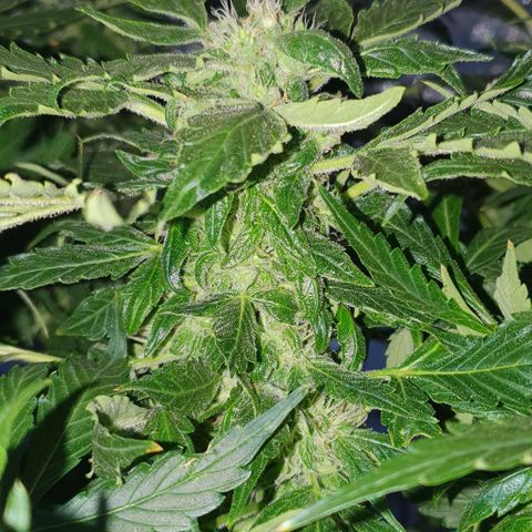 Pineapple growlog timeline photo