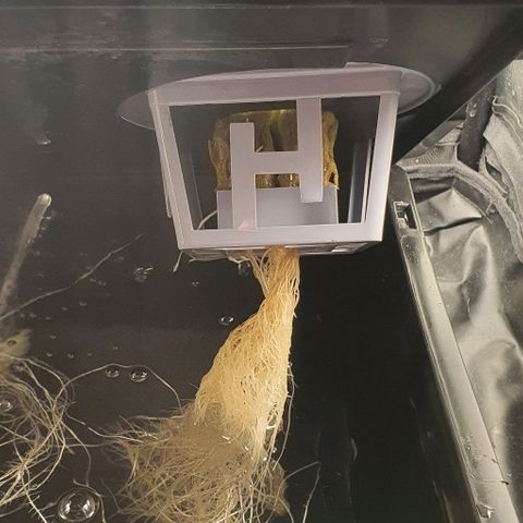 Auto Pineapple Candy growlog timeline photo