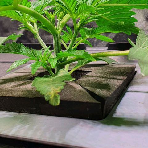 Auto Pineapple Candy growlog timeline photo