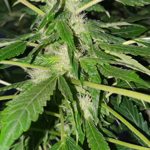 Pineapple growlog timeline photo
