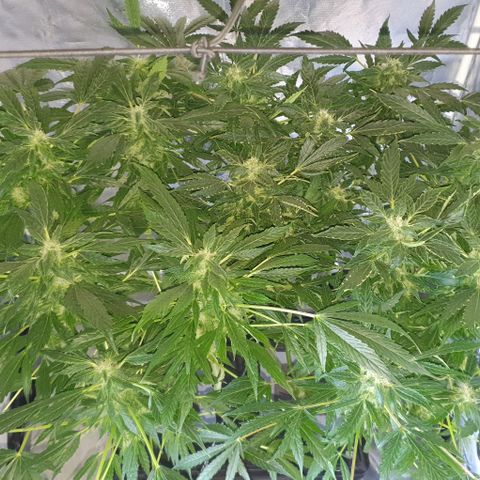 Pineapple growlog timeline photo