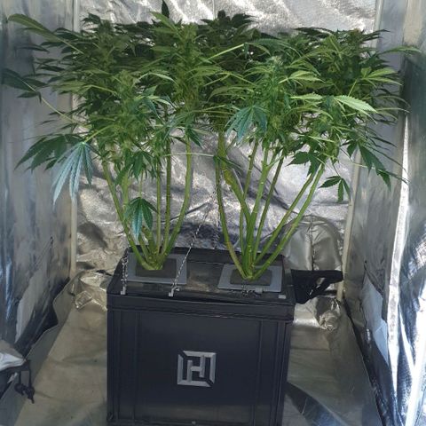 Pineapple growlog timeline photo