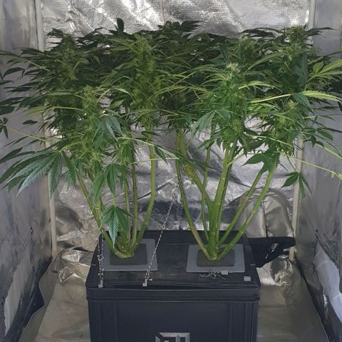 Pineapple growlog timeline photo