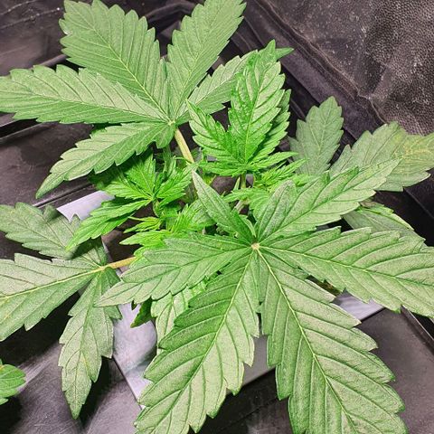 Auto Pineapple Candy growlog timeline photo