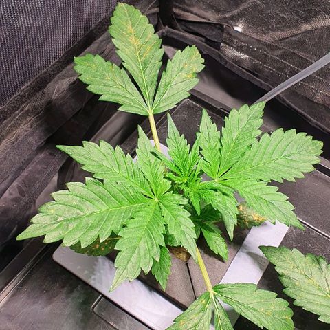 Auto Purple Candy growlog timeline photo