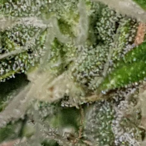 Pineapple growlog timeline photo