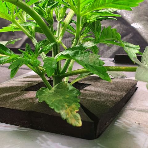 Auto Pineapple Candy growlog timeline photo