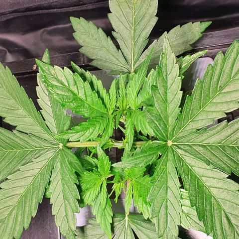 Auto Pineapple Candy growlog timeline photo
