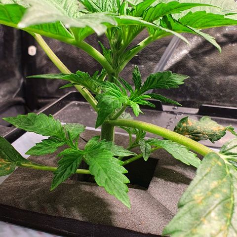 Auto Purple Candy growlog timeline photo