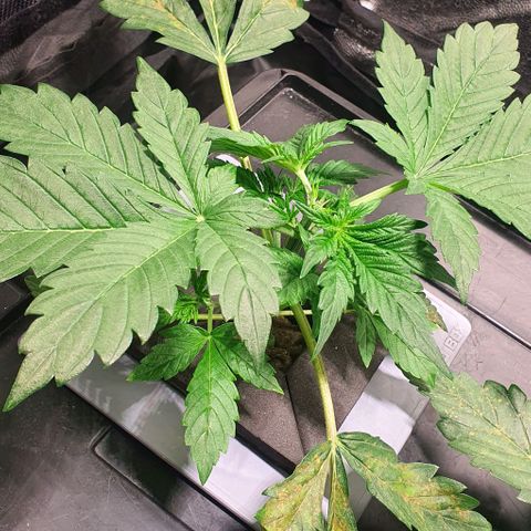 Auto Purple Candy growlog timeline photo