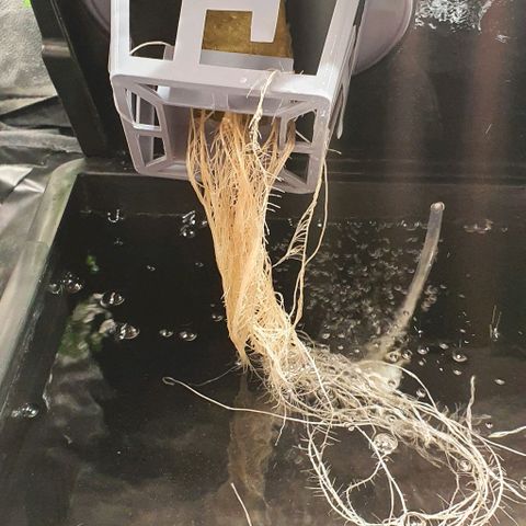 Auto Purple Candy growlog timeline photo