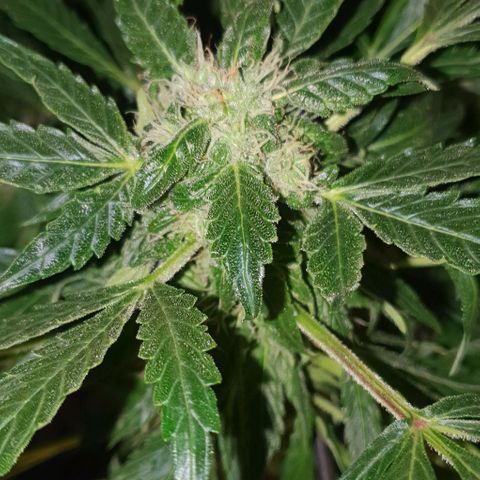 Pineapple growlog timeline photo