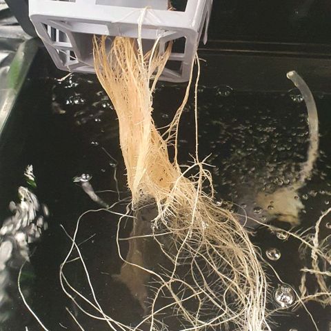 Auto Purple Candy growlog timeline photo