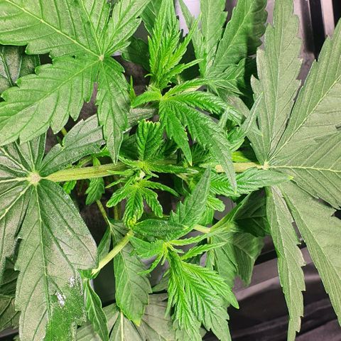 Auto Pineapple Candy growlog timeline photo