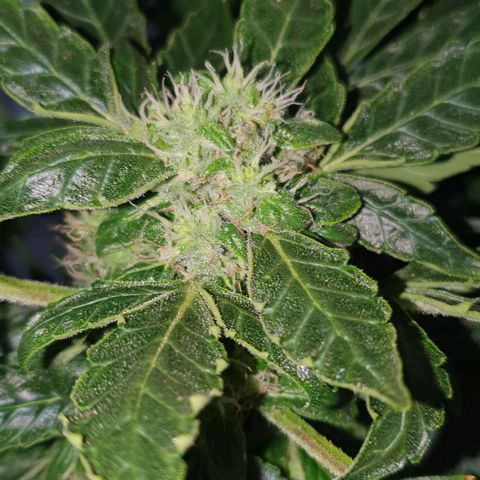 Pineapple growlog timeline photo