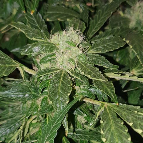 Pineapple growlog timeline photo