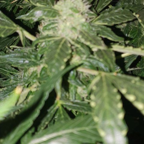 Pineapple growlog timeline photo