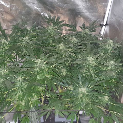 Pineapple growlog timeline photo