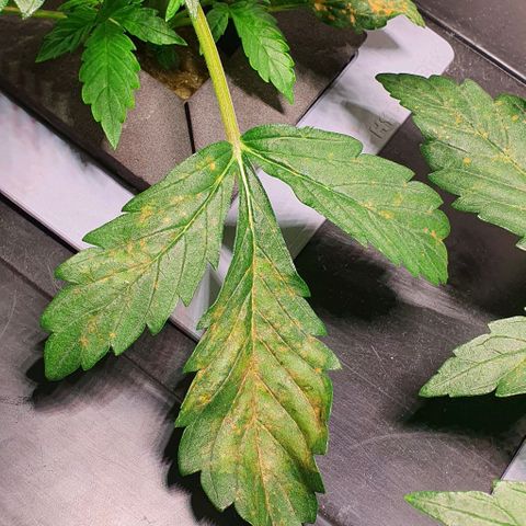 Auto Purple Candy growlog timeline photo