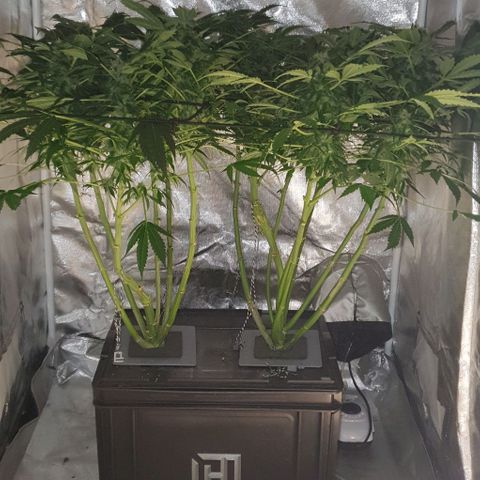 Pineapple growlog timeline photo
