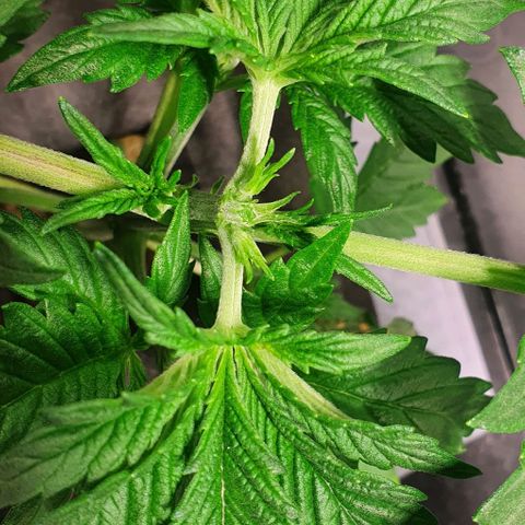 Auto Purple Candy growlog timeline photo