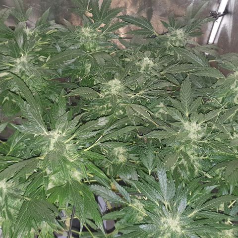 Pineapple growlog timeline photo