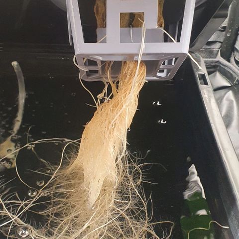 Auto Pineapple Candy growlog timeline photo