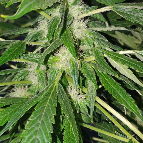 Pineapple growlog timeline photo