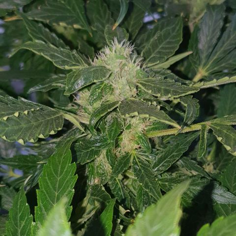 Pineapple growlog timeline photo