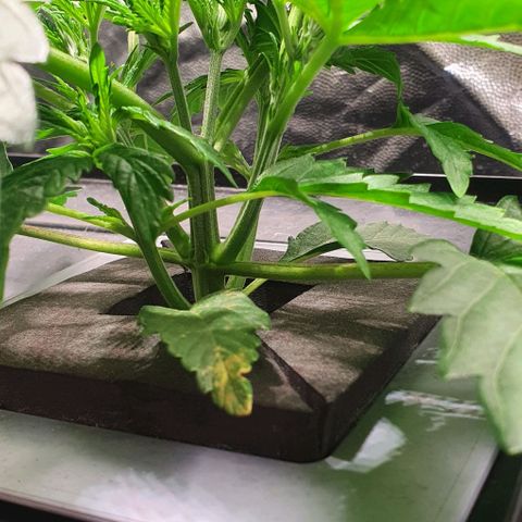 Auto Pineapple Candy growlog timeline photo