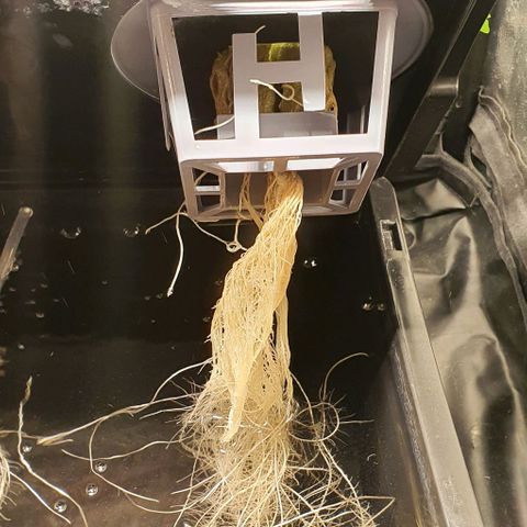 Auto Pineapple Candy growlog timeline photo