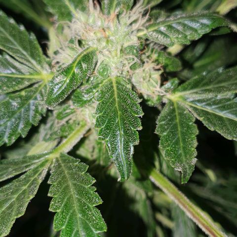 Pineapple growlog timeline photo