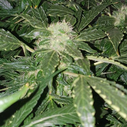 Pineapple growlog timeline photo