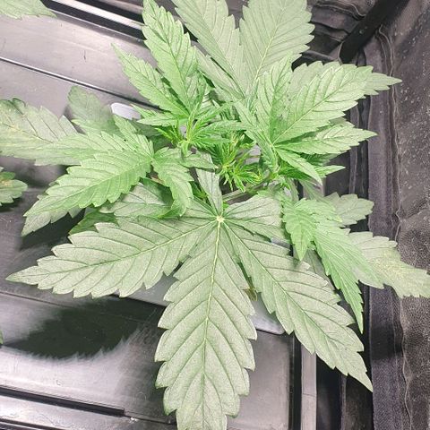 Auto Pineapple Candy growlog timeline photo
