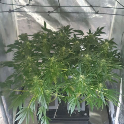 Pineapple growlog timeline photo