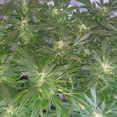 Pineapple growlog timeline photo