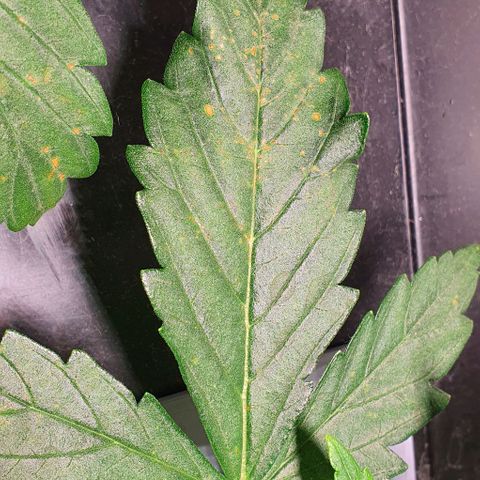 Auto Pineapple Candy growlog timeline photo