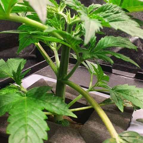 Auto Purple Candy growlog timeline photo