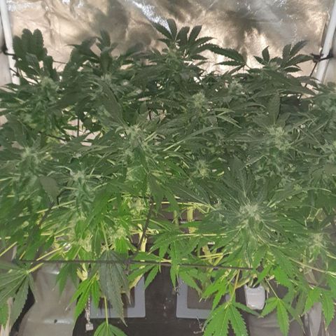 Pineapple growlog timeline photo