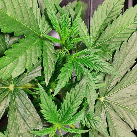 Auto Pineapple Candy growlog timeline photo