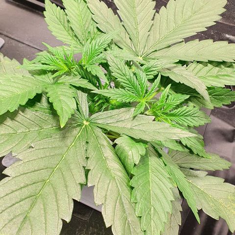 Auto Pineapple Candy growlog timeline photo