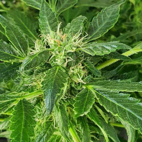 Pineapple growlog timeline photo