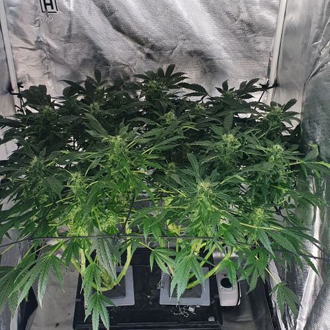 Pineapple growlog timeline photo