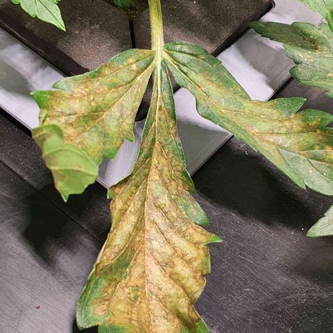 Auto Purple Candy growlog timeline photo