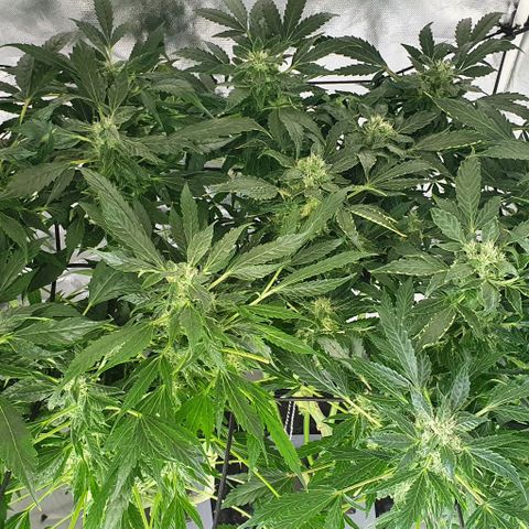 Pineapple growlog timeline photo