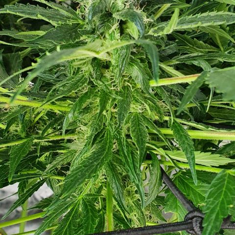 Pineapple growlog timeline photo